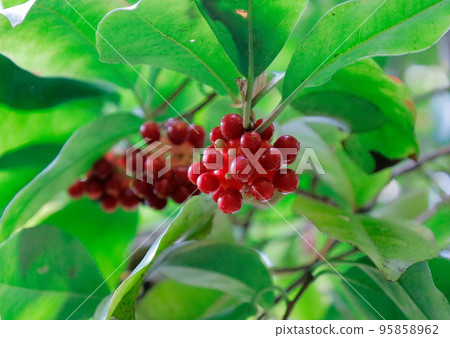 秋天的風景：sanekazura 的紅色漿果 95858962