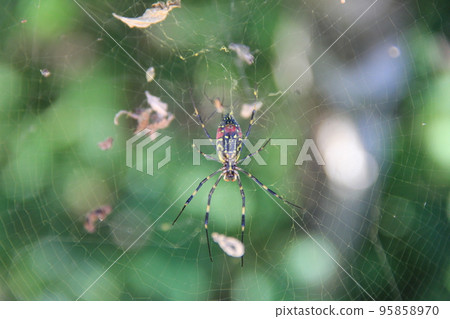 "Joro spider" in the center of the spider's web 95858970