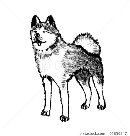 Dog japanese akita inu, cute domestic pet standing. Wild wolf, nature species, natural animal. Black white monocrome ink sketch illustration, minimalist drawing with simple brush strokes 95859247