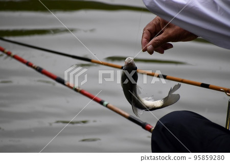Herabuna fishing in the park pond Herabuna fishing in the park pond 95859280