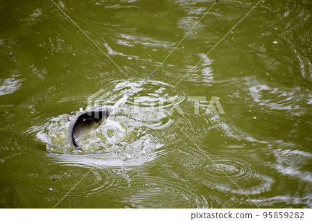 Herabuna fishing in the park pond Herabuna fishing in the park pond 95859282