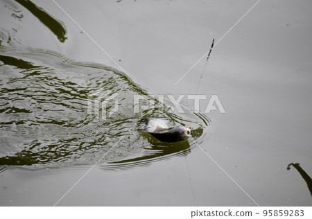 Herabuna fishing in the park pond Herabuna fishing in the park pond 95859283