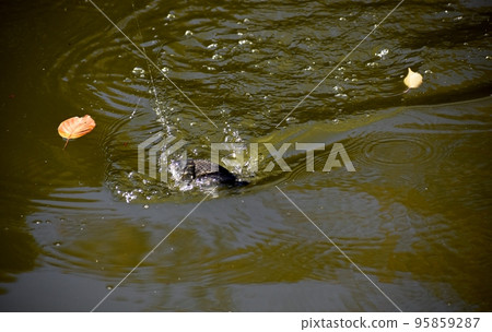 Herabuna fishing in the park pond Herabuna fishing in the park pond 95859287