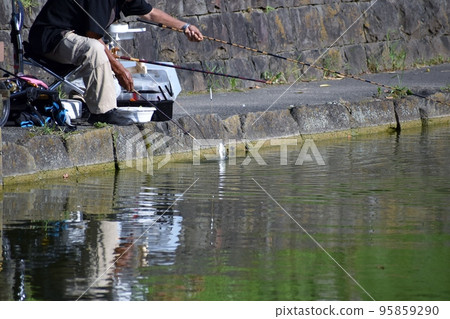 Herabuna fishing in the park pond 95859290