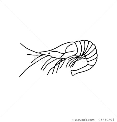 Vector shrimp isolated on white background. Hand drawn outline doodle illustration ocean or underwater animal Vector shrimp isolated on white background. Hand drawn outline doodle illustration ocean or underwater animal 95859291