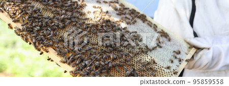 Beekeeper holds frame with honey and bees Beekeeper holds frame with honey and bees 95859558