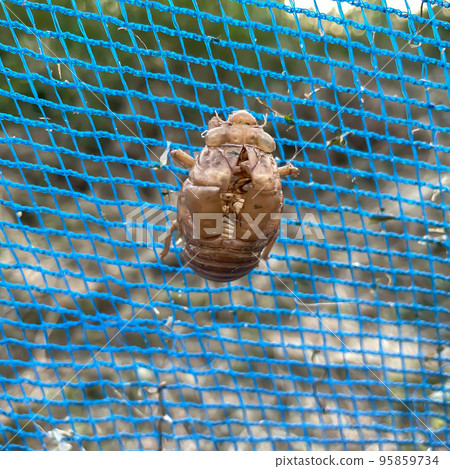 Cicadian shell 95859734