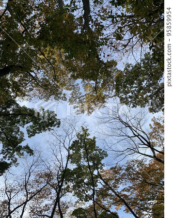 天氣晴朗的森林 天氣晴朗的森林 95859954
