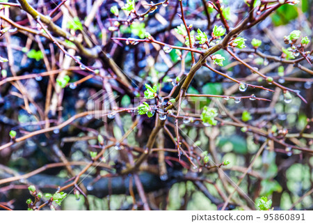 Drops of water on the branches of trees after rain. Drops of water on the branches of trees after rain. 95860891