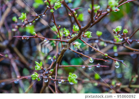 Drops of water on the branches of trees after rain. Drops of water on the branches of trees after rain. 95860892