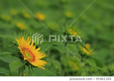 Sunflower Sunflower 95861168