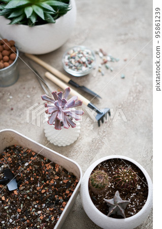 Potted Echeveria Succulent Plant in white ceramic pot Potted Echeveria Succulent Plant in white ceramic pot 95861239