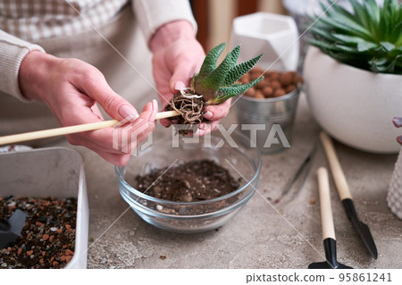 Woman planting Succulent haworthia Plant at home Woman planting Succulent haworthia Plant at home 95861241