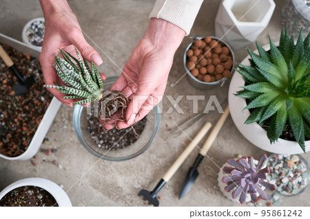 Woman planting Succulent haworthia Plant at home Woman planting Succulent haworthia Plant at home 95861242