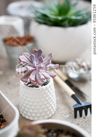 Potted Echeveria Succulent Plant in white ceramic pot 95861259