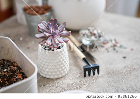Potted Echeveria Succulent Plant in white ceramic pot Potted Echeveria Succulent Plant in white ceramic pot 95861260