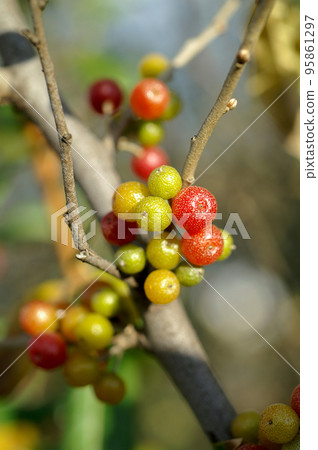 autumn fruit autumn fruit 95861297