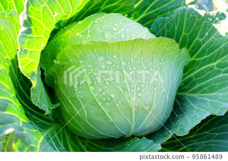 home made cabbage 95861489
