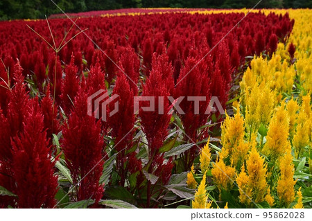 森林公園裡盛開的雞冠花田 95862028