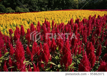 森林公園裡盛開的雞冠花田 森林公園裡盛開的雞冠花田 95862071