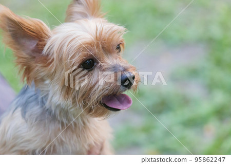 Yorkshire Terrier on a walk 95862247