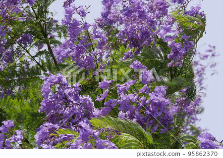 Jacaranda Jacaranda 95862370