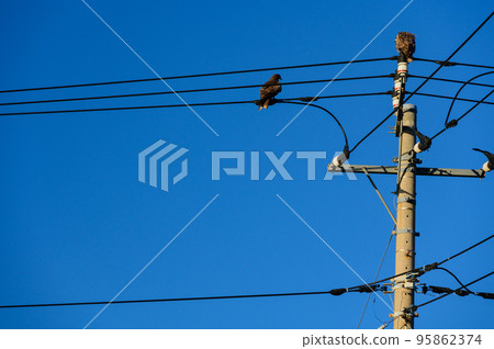 Two kites resting on a telegraph pole Two kites resting on a telegraph pole 95862374
