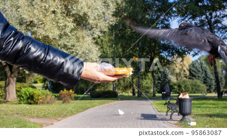 A girl feeds pigeons from her hands 95863087