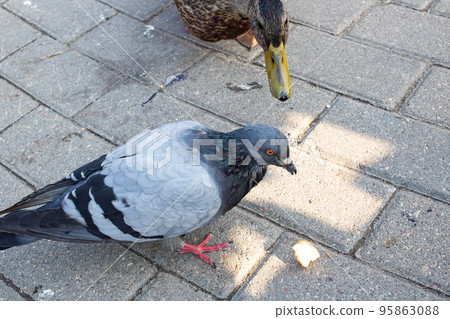A gray pigeon walks on the sidewalk A gray pigeon walks on the sidewalk 95863088
