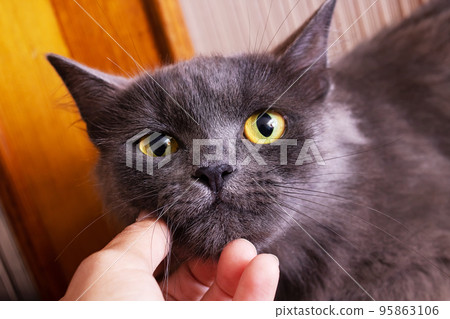 Hand scratches the chin of a gray cat 95863106