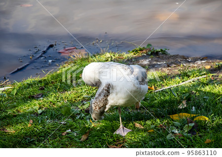 A seagull cleans feathers on the shore 95863110