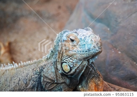 Iguana on a gray stone, closeup portrait Iguana on a gray stone, closeup portrait 95863115