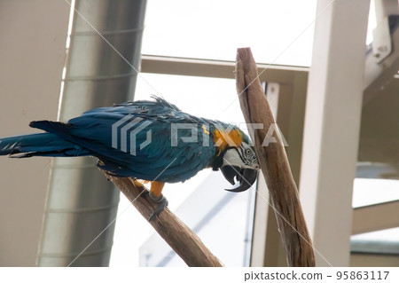 Blue parrot on a branch close up 95863117
