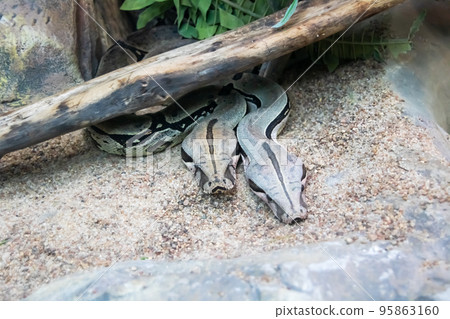 Two royal boas on the sand closeup 95863160