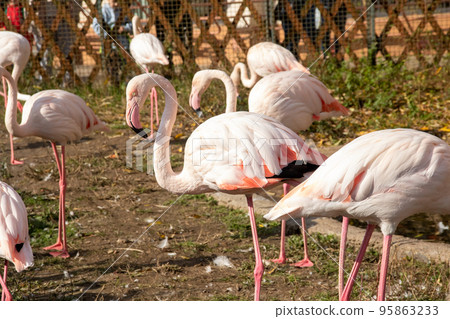 A crowd of pink flamingos on the shore A crowd of pink flamingos on the shore 95863233