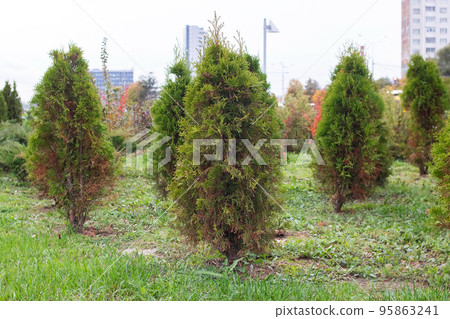 Neat bushes planted in the garden closeup 95863241