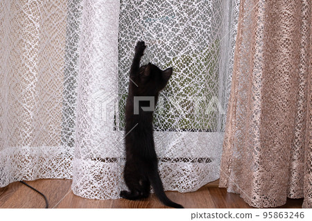 A black kitten climbs the curtain closeup 95863246