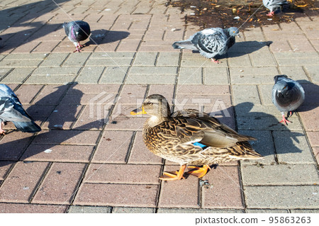 Ducks on the sidewalk in an autumn park 95863263