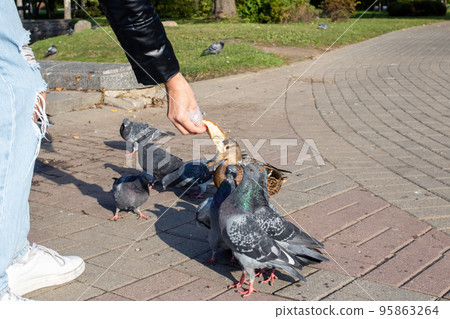 A girl feeds pigeons from her hands 95863264