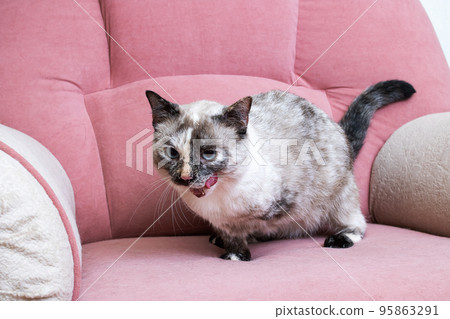 White cat lying on a pink sofa White cat lying on a pink sofa 95863291