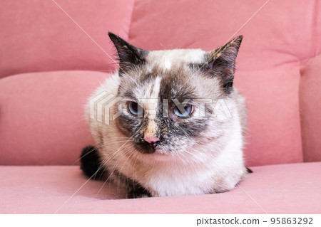 White cat lying on a pink sofa White cat lying on a pink sofa 95863292