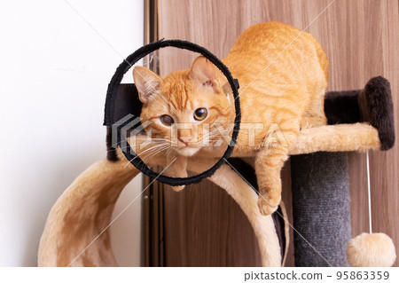 Kitten in a veterinary protective collar closeup Kitten in a veterinary protective collar closeup 95863359