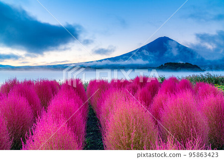 [富士山素材]早上從河口湖看到的秋葉地膚和富士山[山梨縣] 95863423