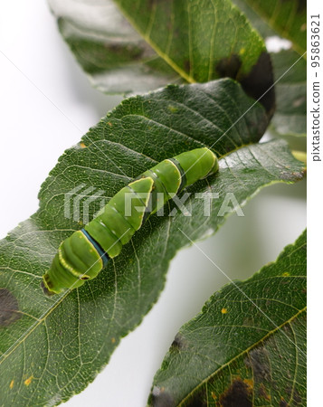 Caterpillar caterpillar larva swallowtail butterfly 95863621