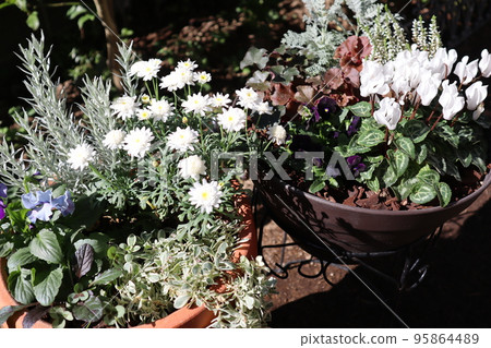Group planting of white flowers 95864489