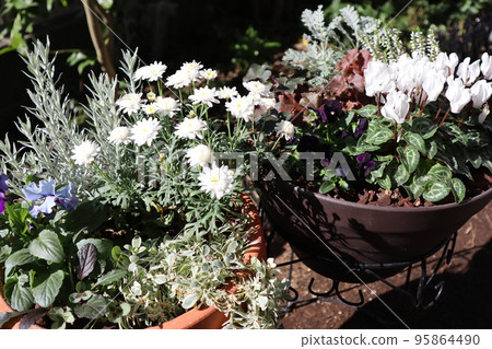 Group planting of white flowers Group planting of white flowers 95864490