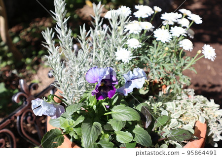 秋冬季花卉種植 秋冬季花卉種植 95864491