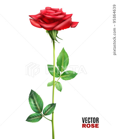 Rose Flower Illustration 95864639