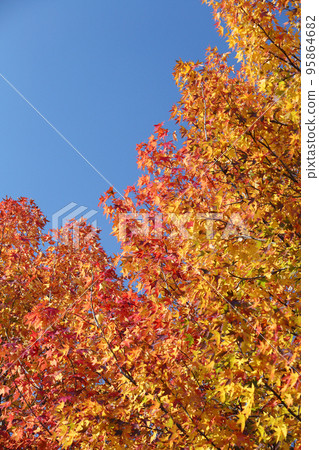 Autumn leaves Autumn leaves 95864682