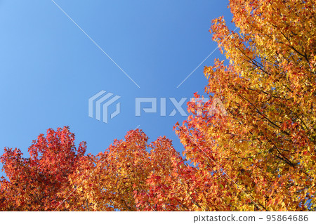 Autumn leaves Autumn leaves 95864686